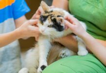 Tierheimsponsoring: Hilfe, die ankommt